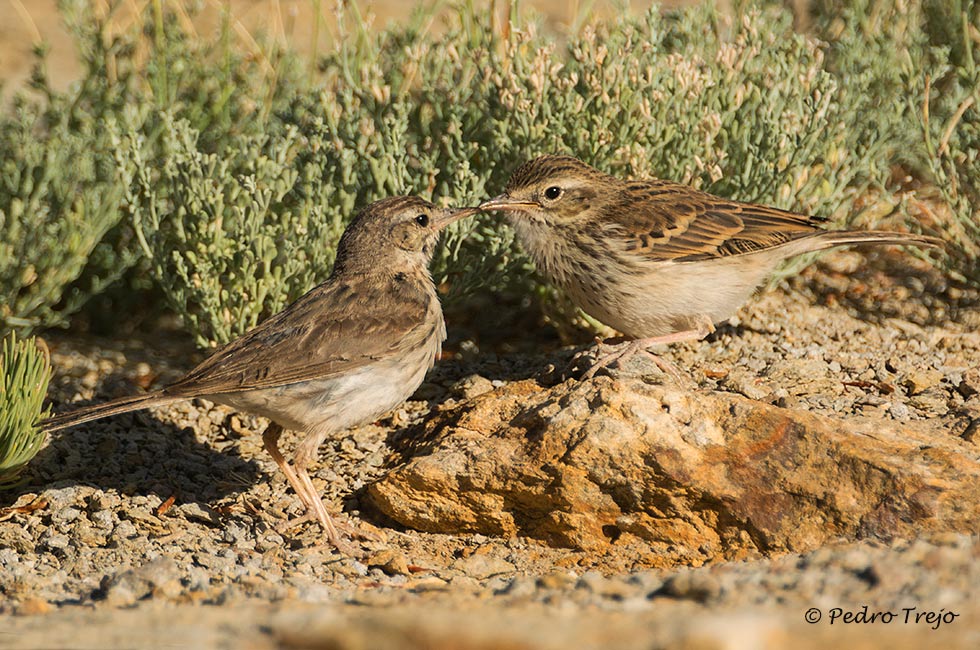 Bisbita caminero (Anthus bethelotii)